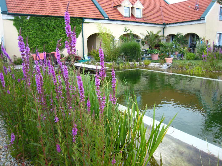 Johannes Fritsch Freiraumgestaltung Schwimmteich 2025 15 kl